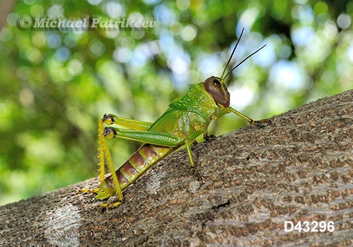 Giant Violet-winged Grasshopper (Tropidacris collaris)